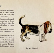 Basset Hound 1939 Dog Breed Art Ole Larsen Color Plate Print Antique PCBG17 - $554.45 MXN