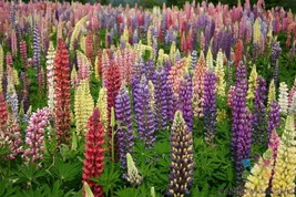 25 Seeds Loopy Mix Lupine Fresh Seeds - £7.29 GBP