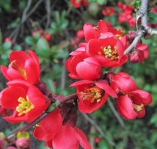 (1) 6-12” Live Plant Chaenomeles Japonica~ Red Flowering Quince Bush/Bonsai - £39.96 GBP