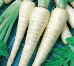 100  FRESH PARSNIP HOLLOW CROWN  SEEDS    - $6.98