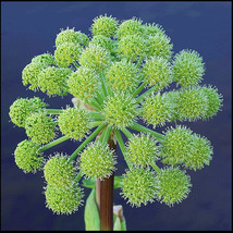 Seeds 30 ANGELICA Archangelica Officinalis Edible Archangel Holy Ghost Herb Seed - £21.23 GBP