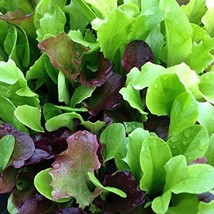 Mesclun Mix Lettuce Seeds - Mixed Greens - 100 Count Seed Pack - Non-GMO - A Tas - £2.30 GBP