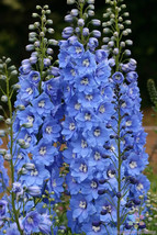 SL 200+ Sunny Skies Delphinium Seeds For Garden Planting - Usa - ! - £3.53 GBP