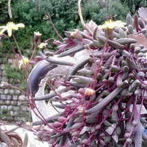 USA-Seller 50pcs/bag Rare Purple Pearl Chlorophytum Seeds - £6.33 GBP