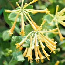 10 John Clayton Honeysuckle Seeds Lonicera Sempervirens F Sulphurea Fresh USA Fa - $13.90