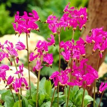 Dodecatheon Meadia Red Colors Shooting Star 20 Flower Seeds Gardening USA Shippi - $10.00