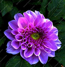 100 Pieces Flowers Seven Color Dahlia Of Flowers Bonsai Most Widely Cultivated O - £8.76 GBP