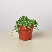 Succulent 'String of Pearls' - $11.99+
