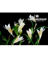 DENDROBIUM SUBULIFERUM x CHRYSOPTERUM SMALL ORCHID MOUNTED - €38,70 EUR DENDROBIUM SUBULIFERUM x CHRYSOPTERUM SMALL ORCHID MOUNTED - €38,70 EUR