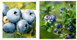 Live Plant - 1 BLUECROP Northern Highbush Blueberry - Ready for Planting - £55.07 GBP