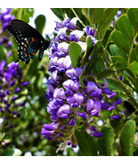 10 seeds Texas Mountain Laurel Sophora Secundiflora Mescal Tree Purple Flower - £5.17 GBP