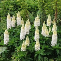 Russell Lupine Noble Maiden Perennial White Hummingbirds Bees Nongmo 20 Seeds - £9.01 GBP