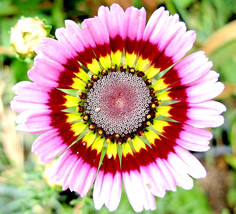 2000+ Painted Daisy Tricolor Spring Mix Seeds Gigantic Flowers - $168.75 MXN