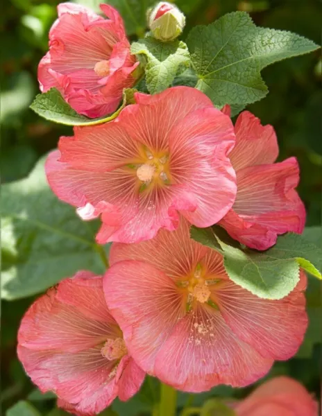Fresh 25 Pink Orange Hollyhock Seeds Perennial Flowerd Flower - £7.63 GBP