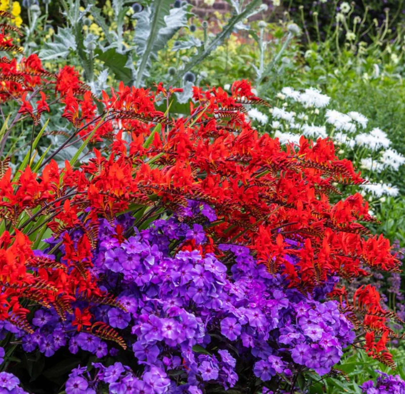 Phlox BEAUTY BLUE DWARF Rare Blue Blooms Pollinator Attractor Non-GMO 10... - $9.67