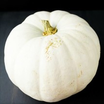 White Queen Pumpkin Casper Ghost Lumina Polar Bear Pumpkins Garden USA - £7.40 GBP