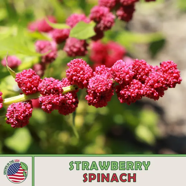 100 Strawberry Spinach Chenopodium Capitatum Fresh Seeds - £10.34 GBP