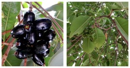 Syzygium cumini Jamun plant in Medium Coconut Coir Pot - £107.10 GBP