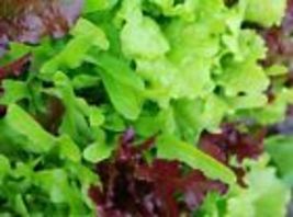 Lettuce Leaf Blend Heirloom 8TYPES Microgreens Containers Usa 1000 Seeds Non-GMO - £9.59 GBP