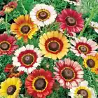 240 seeds  daisy, PAINTED TRICOLOR tri color  - $7.99
