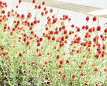 Strawberry Fields Gomphrena HaageanaGlobe Amaranth 20 Seeds - $8.99