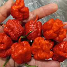 HS  25 Seeds DragonS Breath Pepper Garden Vegetables HSalthy Planting Edible Foo - £3.67 GBP