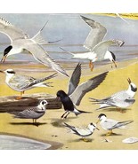 Terns Types On Shore 1955 Plate Print Birds Of America Nature Art DWEE33 - $564.18 MXN