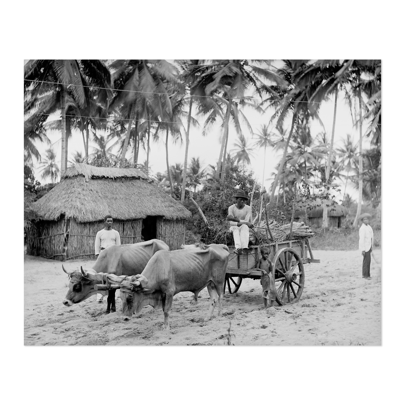 1903 Puerto Rican Country Scene Photo Print Wall Art Poster - $16.99 - $59.99