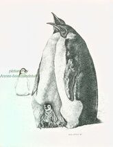 #365 EMPEROR PENGUIN * wildlife  art print *  pen &amp; ink drawing by Jan J... - $12.50