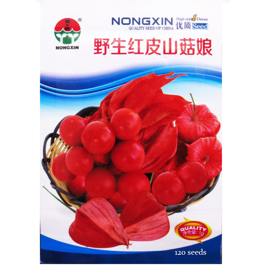 BEST PRICE 120 Seed Red Chinese Lantern Bladder, Physalis alkekengi Cherry DG - $7.25