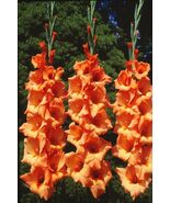 5 or 10 GLADIOLUS PETER PEARS BULBS  burgundy-red flowers FREE SHIPPING ... - $217.74 MXN+