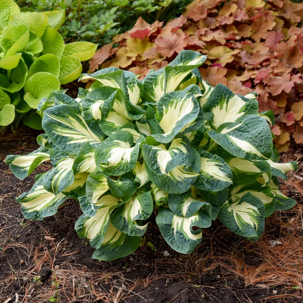 Hosta Hans 5.25 Inch Pot Well Rooted Plant Puckered And Twisted - $35.20