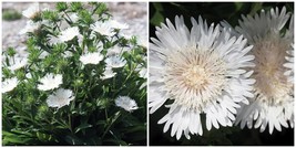 Divinity Stokes Aster Perennial - Stokesia - Snowy White Blooms - Gallon Pot - £52.74 GBP