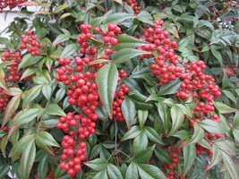 New Fresh Seeds Nandina Domestica Or Heavenly Bamboo Bush 25 Seeds Fast ... - £4.81 GBP