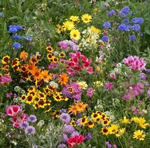 Late Bloomer Wildflower Mix Seeds, Autumn Flowers, Fall Bloom, FREE SHIPPING - £1.31 GBP+