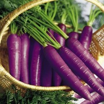 Carrot Purple Haze Vegetable Seeds Daucus Carota 50 Seeds - £9.91 GBP