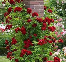 Climbing Rose Bonsai Perennial Flower Garden Decoration 100 Pcs Fence He... - $6.41 CAD
