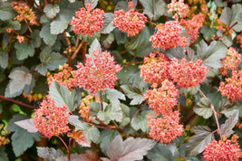 50 Pacific Ninebark Physocarpus Capitatus Western Native Flower   - £13.55 GBP