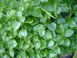 1000+ Crab Claw seeds, rau cang cua ,Hạt Giống rau càng cua ,peperomia p... - £5.48 GBP