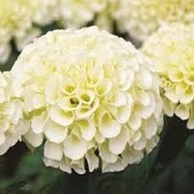 American Marigold Eskimo White Annual Flower Seeds - £14.50 GBP