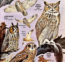 Owls 4 Varieties And Types 1966 Color Bird Art Print Nature Great Horned... - $19.99