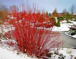 Red Twig Dogwood - 18-24&quot; Size, Best Seller - £27.45 GBP