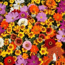 New Fresh Seeds Monarch Butterfly Flower Seed Mix Beautiful Grown In One Gram Po - £11.78 GBP