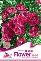 30 seeds Red Carnation Flower Dianthus Caryophyllus Herbs - $7.49