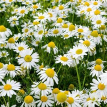 Roman Chamomile Seeds Chamaemelum Nobile 75  Seeds USA SELLER Fast Shipping - £24.52 GBP