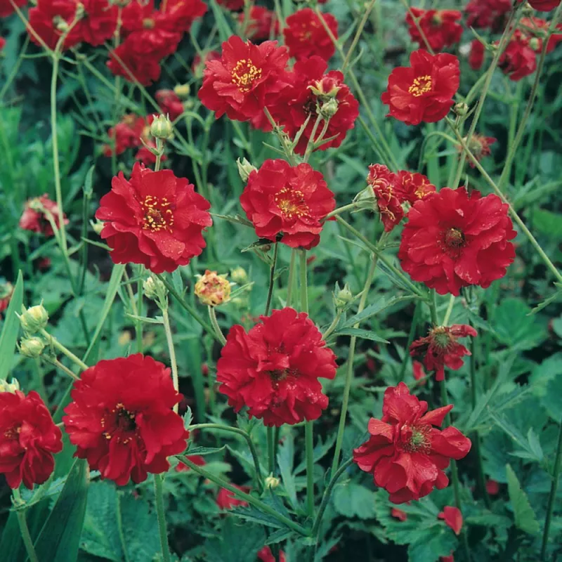 geum MRS. BRADSHAW RED flower GEUM 105 seeds  - £4.82 GBP