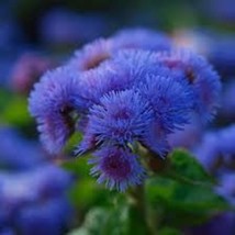 New Fresh Seeds Ageratum Blue Mink Seeds - $14.98