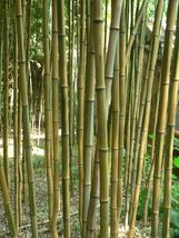 Live Golden Bamboo (Phyllostachys aureosulcata) live plant 12″-24″ inch - $69.98