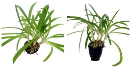 Agapanthus Blue African Lily of the Nile Plant - 4&quot; Pot - £37.43 GBP