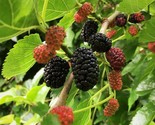 Live Mulberry Tree Strong Roots Plant | Free shipping | USA Seller - £15.01 GBP